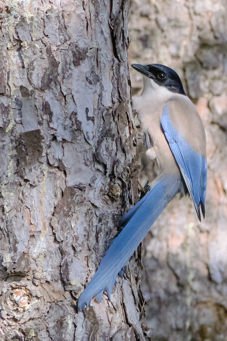 Aziatische blauwe ekster