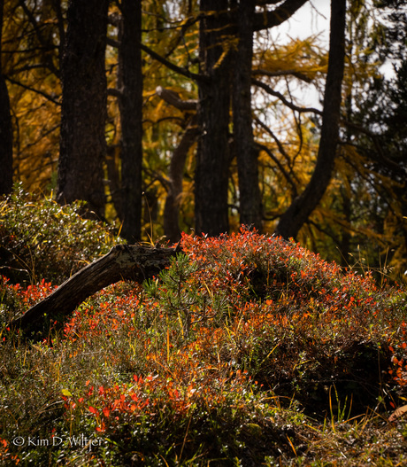 bosbes in de herfst