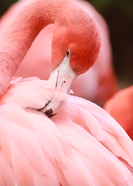 Flamingo poseerde even mooi...