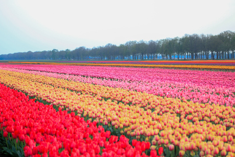 Tulpenveld