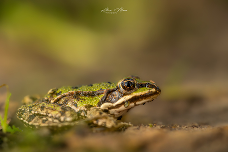 Groene kikker