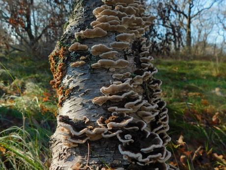 Na de sneeuw  te voorschijn.