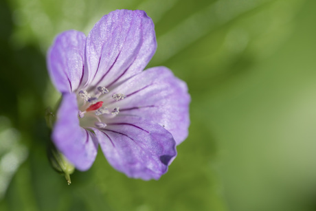 Geranium