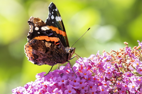 Butterfly in the garden