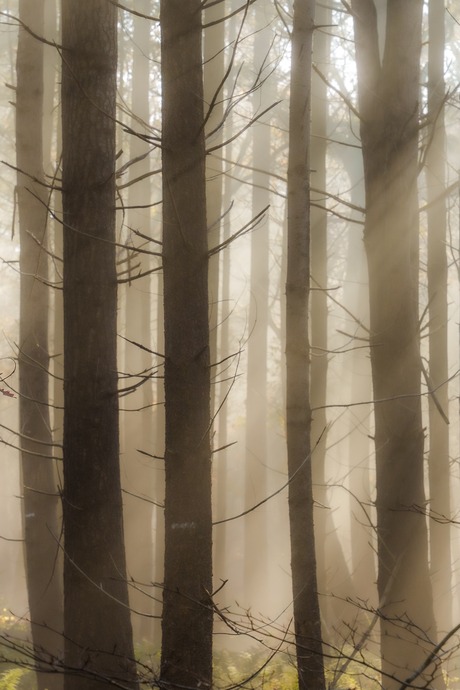 Tussen de dansende bomen