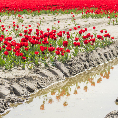 Reflectie rode tulpen