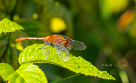 Crocothemis erythraea  Vuurlibel