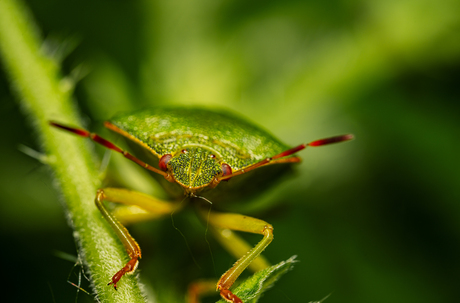 Groene Schildwants