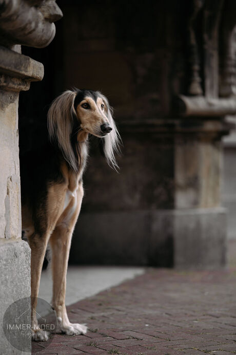 Hond in de stad