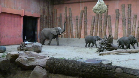 Olifanten rennen blij naar binnen