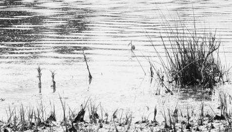 Verstilling natuur 2