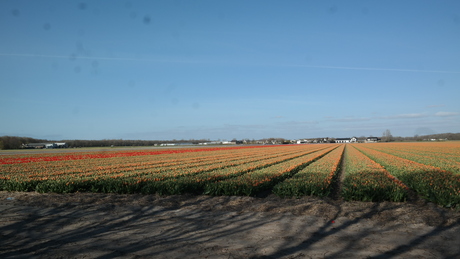 bollen landschap