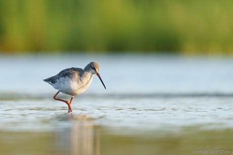 Zwarte ruiter