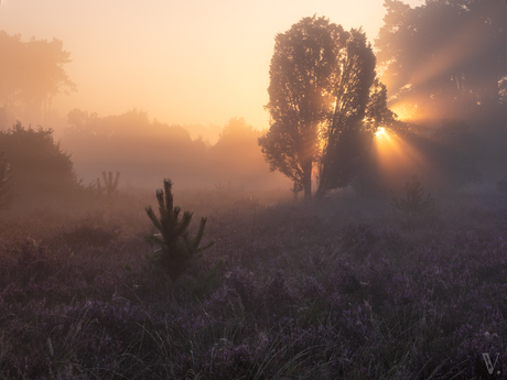 Gouden uurtje op de heide