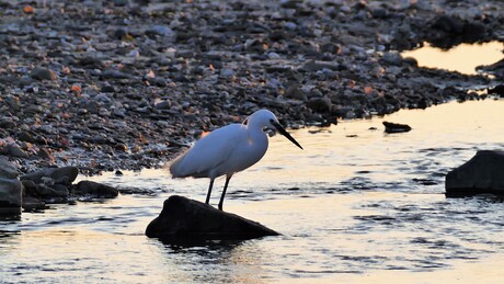 Ziverreiger in de avondzon