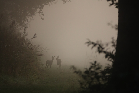 Reeën in de mist