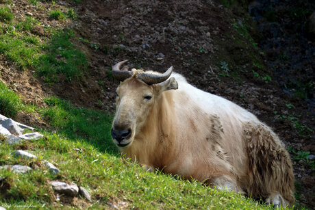 gouden takin