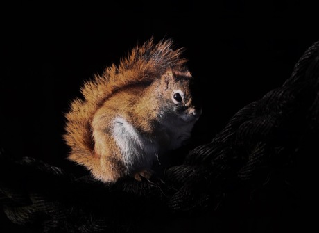 Eekhoorn 