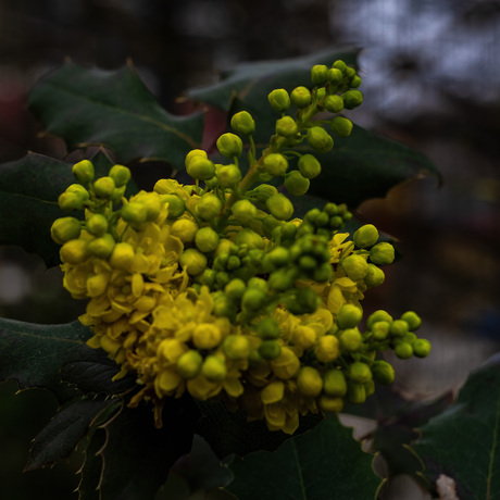 Bloesem van de Mahoniaplant