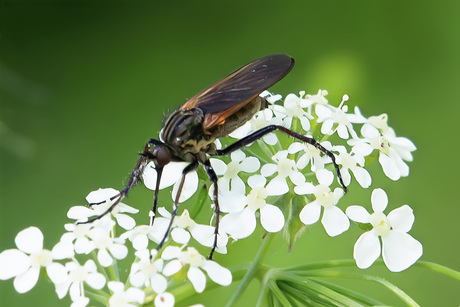 Insect