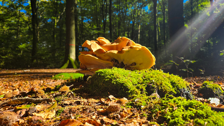 zwavelzwam in de zon