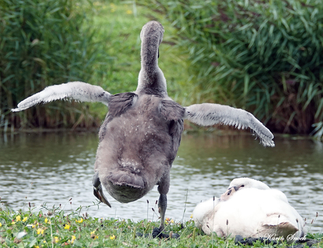 "Kijk ik ben een flamingo..."