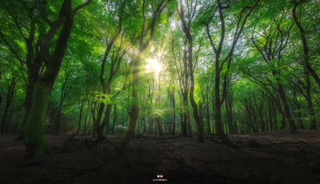 Het Speulderbos in de Lente.