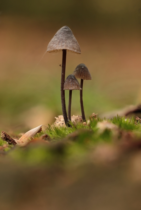 Paddestoelen in het bos