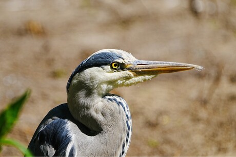 Reiger