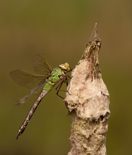 Grote keizerlibel.