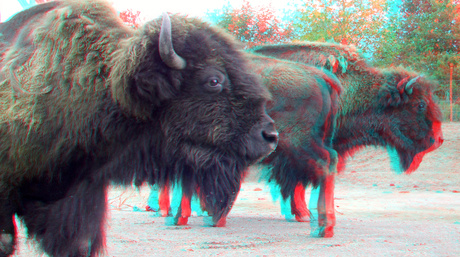 Bisons Blijdorp Zoo Rotterdam 3D