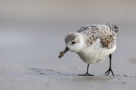 Eindelijk foto's gemaakt....