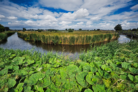 Groot hoefblad