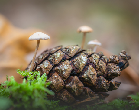 Nu tóch gevonden…