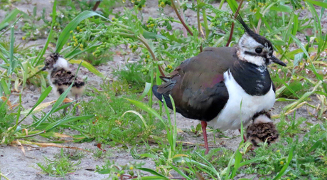 moeder kievit met jongen