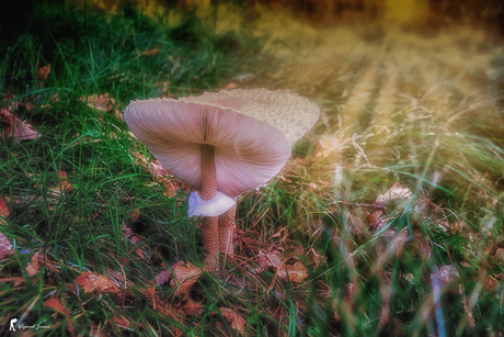 large parasol mushroom