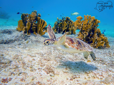 Zeeschildpad op Bonaire