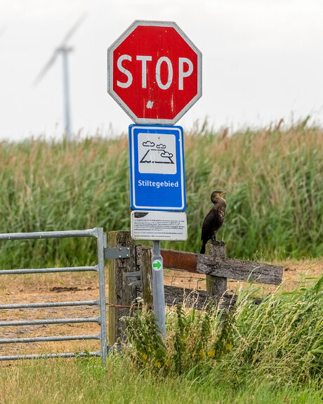 Aalscholver houdt de wacht