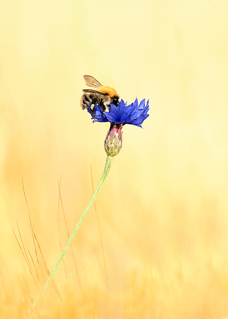 Korenbloem Centaurea cyanus L.