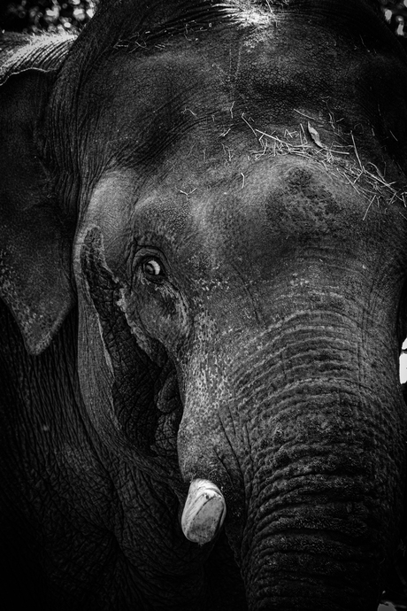 Elephant black and white