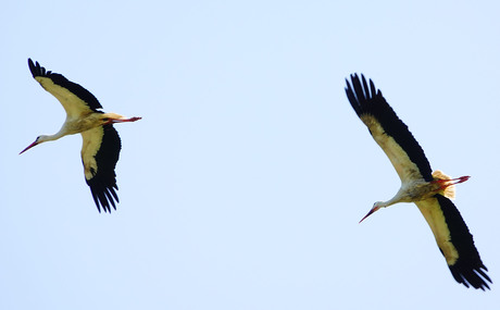 gevangen in de vlucht.........................