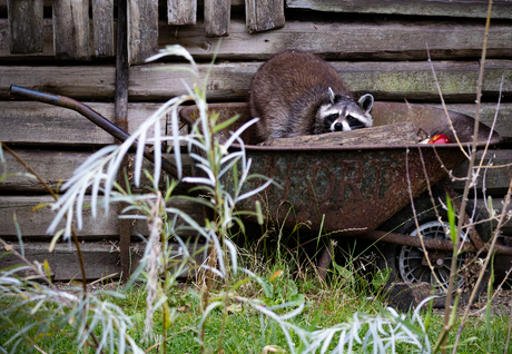 Wasbeer in kruiwagen