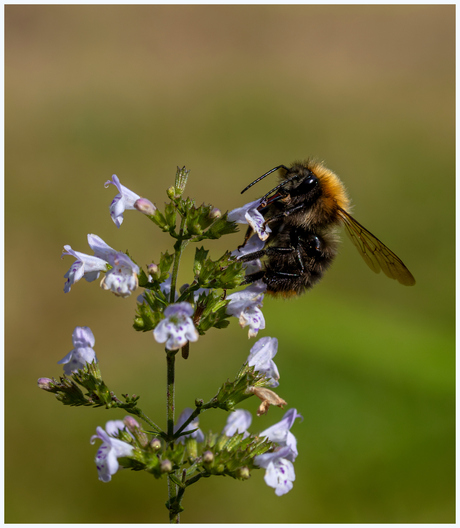 Akkerhommel.