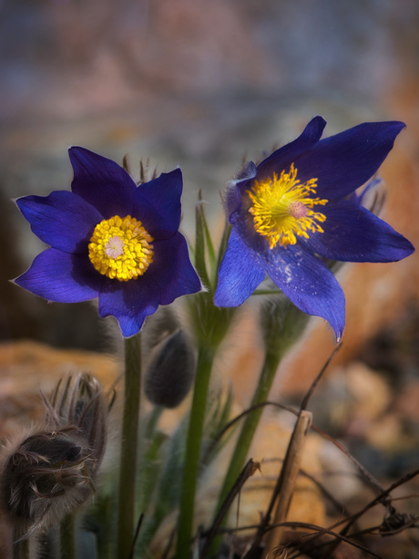 Pulsatilla 