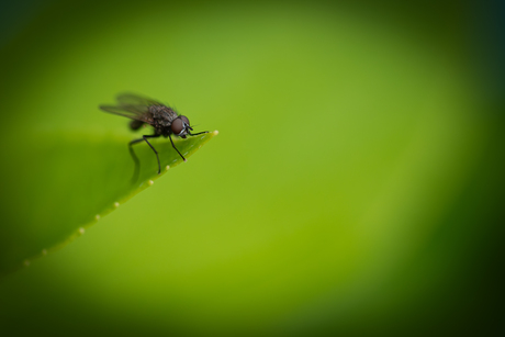 Vlieg in de tuin!