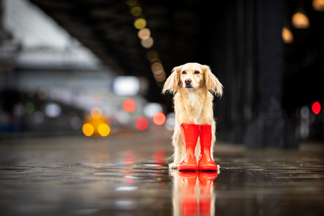 Hond in de regen