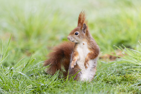 Poserende eekhoorn