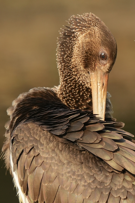 Juveniele zwarte ooievaar