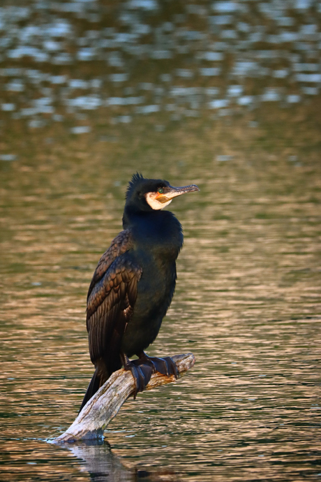 Aalscholver.