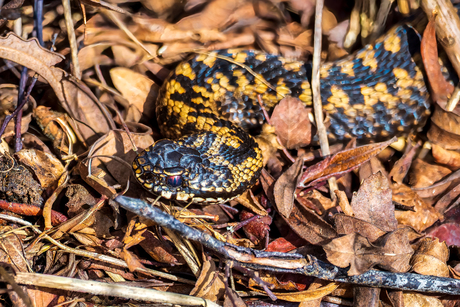 Adder